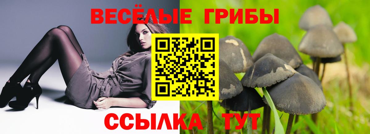 Галлюциногенные грибы Cubensis Прохладный